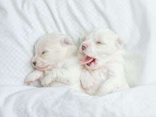 Wall Mural - Two tiny white Lapdog puppies sleep under warm white blanket on a bed at home. Top down view