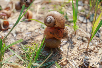 A snail that dies until only its shell remains