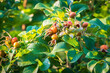 Close-up of rosehip fruits ripening in September and October, medicinal red rosehip fruits on the tree,