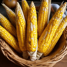 Delicious Organic Yellow Cobs Of Corn In A Basket Over The Wooden Kitchen Counter