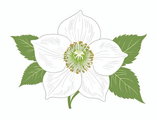 Wall Mural - Hellebore flower isolated on white