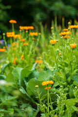 Wall Mural - flower of calendula in summer