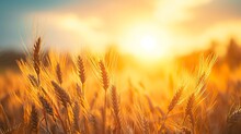 Peaceful Scene Of Wheat Field At Sunrise