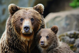 Fototapeta Big Ben - Brown bear. Mother and cub.