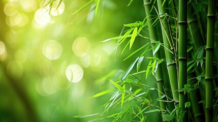  Bamboo forest and green meadow grass with natural light in blur style. Bamboos green leaves and bamboo tree with bokeh in nature forest. Nature pattern view of leaf on blurred greenery background.