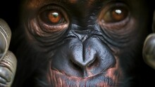 Closeup Of A Chimpanzees Face Clearly Showing Fear And Desperation In Its Eyes As It Frantically Tries To Escape From The Hands Of A Poacher Symbolizing The Constant Dange