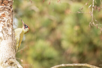 Canvas Print - green woodpecker