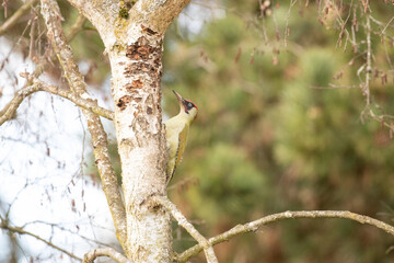 Canvas Print - green woodpecker