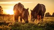Horses grazing in the meadow at sunset.