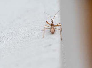 Wall Mural - Detail of a Harpactorinae beetle on the edge of a white wall.