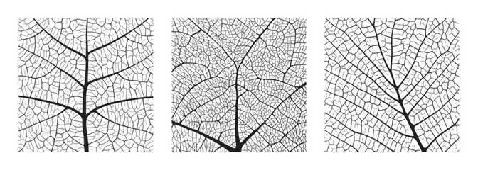 Leaf vein texture abstract background set with close up plant leaf cells ornament texture pattern. Black and white organic macro linear pattern of nature leaf foliage vector illustration.