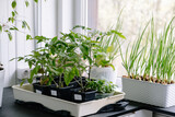 Fototapeta  - Seedlings of tomatoes, peppers and onions are grown on the windowsill in a white flower pot at home against the window background. Spring gardening. Fresh greenery. Eco cultivation of organic food