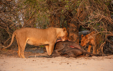 Wall Mural - Lioness and young male Lion (Panthera leo) inspecting a caught prey (Cape buffalo) 