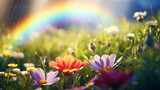 Fototapeta Kwiaty - Rain shower over colorful wildflowers with a beautiful rainbow arching in the bright sunshine.