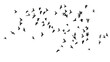 © Planetz - A flock of flying birds on white background