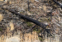 Burnt Dead Tree (from Large Wildfire) Cut By Forestry Workers.  Angled View.  