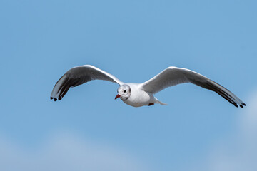 Poster - A black headed gull flying on sunny day in summer