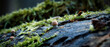 Kleiner Pilz auf einem liegendem Holzstamm auf dem Waldboden. Moos und Rinde, Nadeln mit weichem Bokeh. Makro nahaufnahme am Waldboden