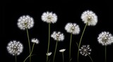 Fototapeta Dmuchawce - airy dandelions on a black background