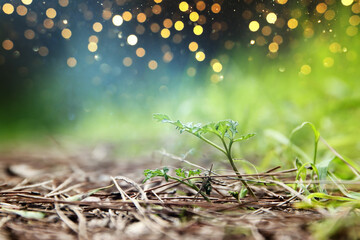 Sticker - blooming plants in the forest at springtime