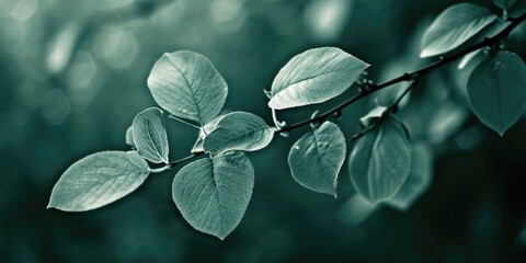 A detailed view of a single leaf attached to a tree branch. Suitable for nature-themed designs and illustrations