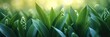  Banner Polygonatum Odoratum Soft Vegetative Back, Banner Image For Website, Background, Desktop Wallpaper