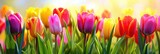 Fototapeta Tulipany -  Beautiful Colorful Tulips Spring Garden Flowers, Banner Image For Website, Background, Desktop Wallpaper