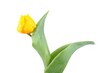Tulip Flowers, yellow with white background