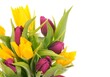 Tulip Flowers, purple and yellow