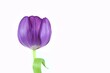 Tulip Flowers, purple with white background