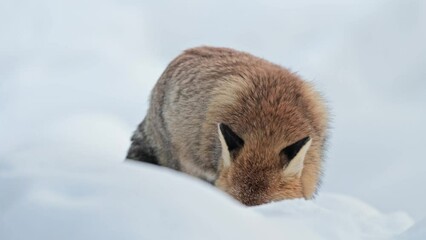 Wall Mural - Red fox on snow eats prey then walks away (Vulpes vulpes)