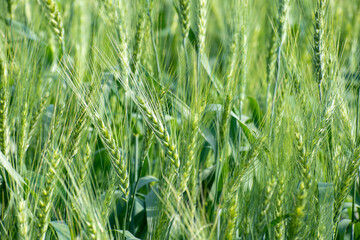 Poster - Green wheat field. Green background with wheat. Young green wheat growing on a field.