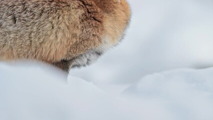 Wall Mural - It's feeding time for the red fox (Vulpes vulpes)