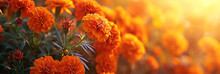 A Cluster Of Fiery Orange Marigolds Against A Golden Sunset, Symbolizing Passion And Warmth. 