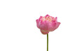 Pink lotus flower isolated on white background with clipping path