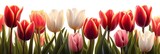 Fototapeta Tulipany -  Spring Easter Holiday White Background Tulips, Banner Image For Website, Background, Desktop Wallpaper