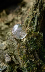 Wall Mural - Crystal ball on tree stump in forest, abstract natural background. magic prediction crystal ball for meditation, relax, calm soul. esoteric spiritual practice. Witchcraft, ritual for summoning spirits