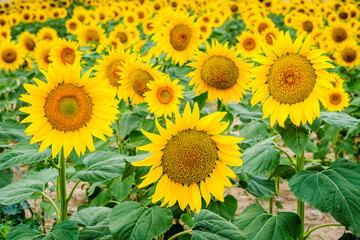  Detail of a cultivated field of sunflowers in the autonomous community of Castilla Leon, in Spain.