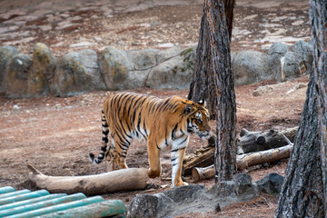 The tiger in the zoo cage. The tiger (Panthera tigris) is the largest living cat species and a member of the genus Panthera.