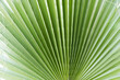 © Roman - green Background with a large image of a palm leaf.wallpaper on the desktop. wall wallpaper. High quality photo
