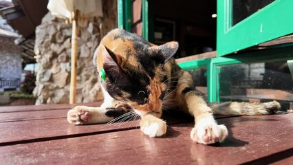 Wall Mural - Cat on bench licking toe to clean her body.