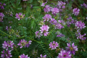 Poster - Blooming vyazel in the field. Beautiful wildflowers.