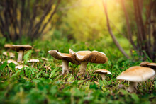 Mushrooms Growing In The Grass. A Colony Of Fungi, Old And Young, Growing Among The Grass And Trees. Collecting Edible Mushrooms, Natural Healthy Food, Vitamins. Natural Background