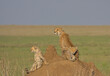 mother cheetah and her adorable cubs resting on a termite hill scanning the plains for food in the wild serengeti national park, tanzania