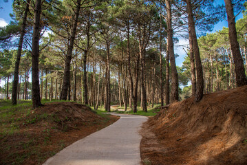 Trail in a beautiful pine forest