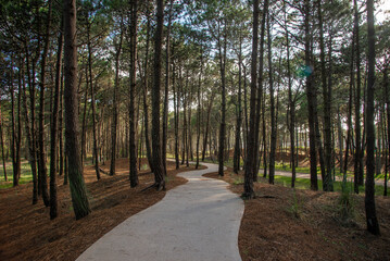 Trail in a beautiful pine forest