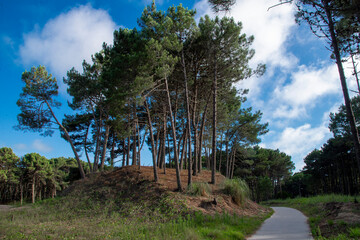 Trail in a beautiful pine forest