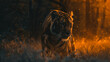 Tiger im Sonnenuntergang oder Sonnenaufgang streift durch die Gegend