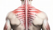 Medical accurate illustration of the trapezius