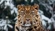 A close-up portrait of a majestic Amur leopard with piercing emerald eyes, resting against a backdrop of snow-covered pines,